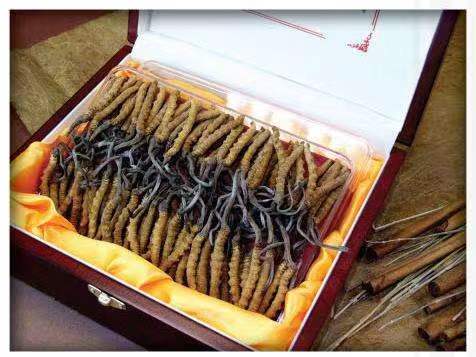 托克托冬虫夏草回收